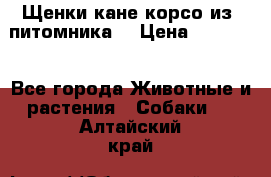 Щенки кане корсо из  питомника! › Цена ­ 65 000 - Все города Животные и растения » Собаки   . Алтайский край